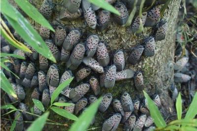 Spotted Lanternfly Image